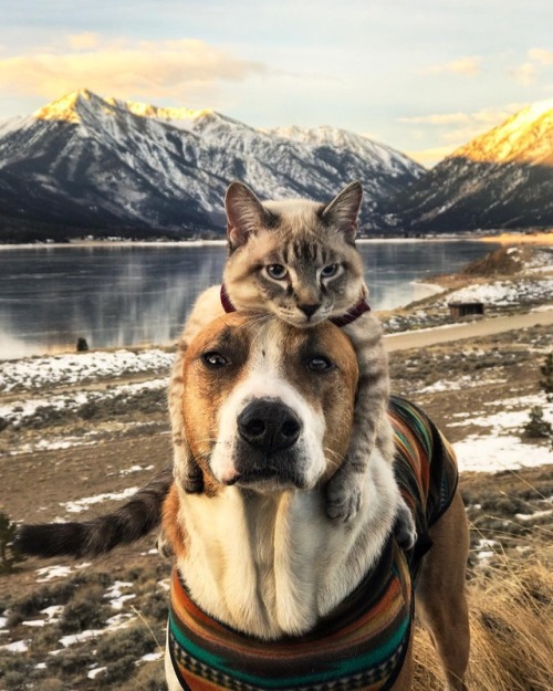 aww-so-pretty: Meet Henry The Colorado Dog and his best friend.