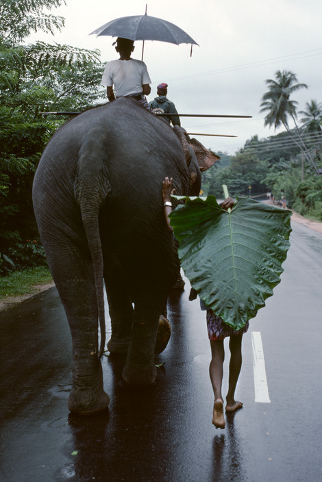 20aliens:SRI LANKA. 1995. A young man walks behind an elephant.Steve McCurry