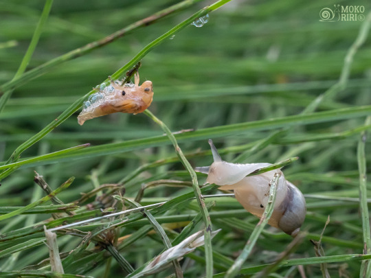 Spittlebug Moltingโจ Good luck! ใขใฏใใญใ ใทใฎ่ฑ็ฎโจ ้ ๅผตใฃใฆ๏ผ