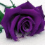 winter2112rose