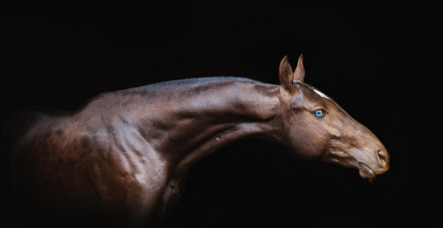 noctisequi: |Victoriya Bondarenko| Akhal-Teke stallion with blue eyes.