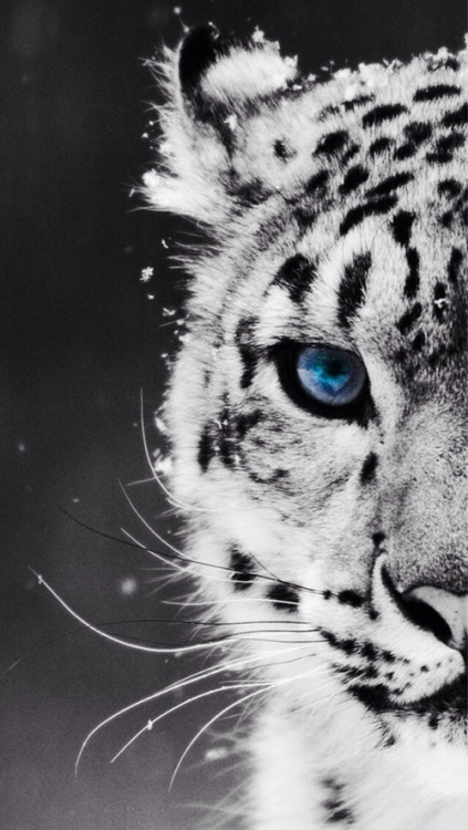 streamy-dream: tiger on We Heart It.