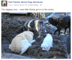 smallcorgi: this is the most wholesome facebook