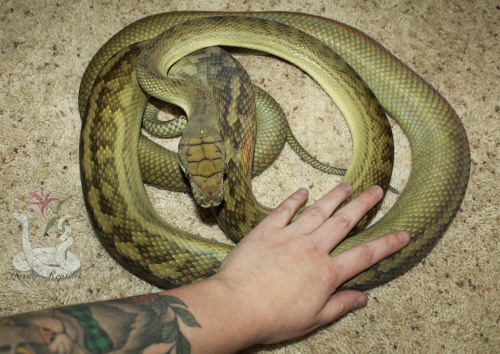 Fresh shed from Tali, and my hand for size comparison! Beautiful lady
