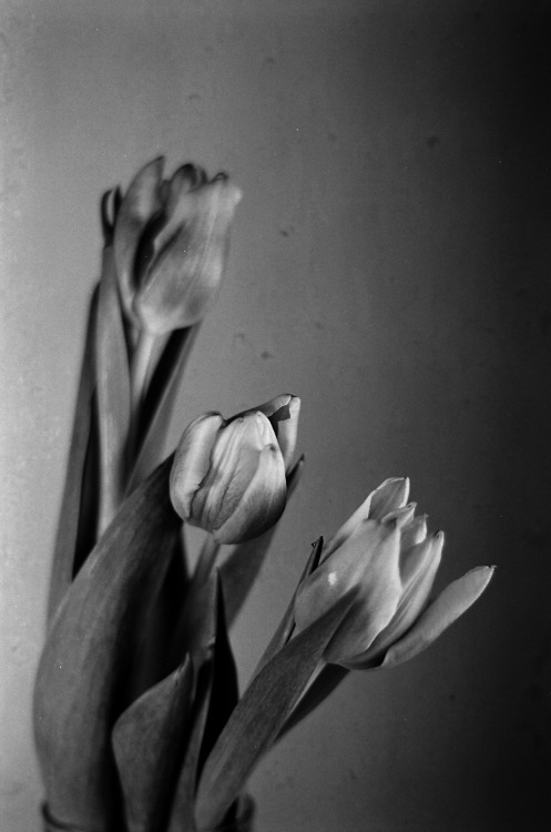 TulipsShot on Ilford XP2 Super 400 film with a Praktica MTL 50 camera and a Pentacon 50mm/1.8 lens.