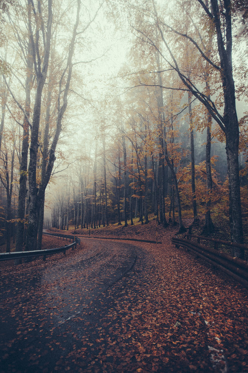 fresh-fallen-leaves:
“ “sweater weather” ”