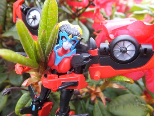 fallyn-r2m: Iron Factory Windblade. They’re amazing, hun. She’s such a great addition and your shots