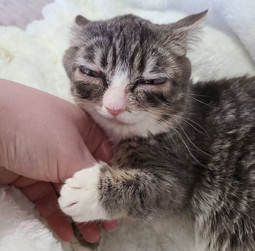 Https://www.instagram.com/winkythedwarfcat/