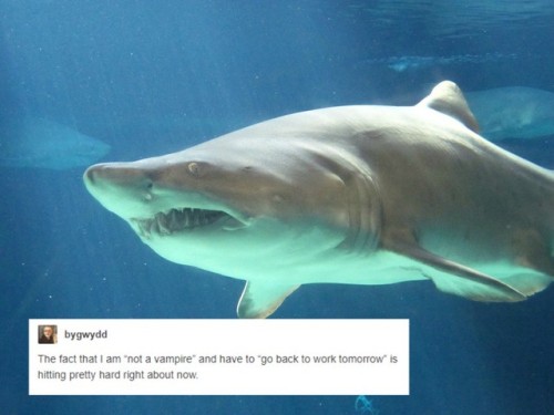 originaljediinjeans - Text posts + Sharks