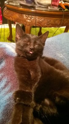 dailyblep:  Sleepy blep / via 