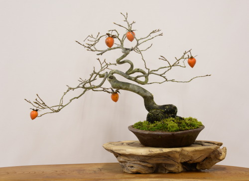 mt-satsuki:  老鴉柿（老爺柿、姫柿）の盆栽 Old Crow Persimmon (Princess Persimmon) bonsai 2013.11.23 撮影 