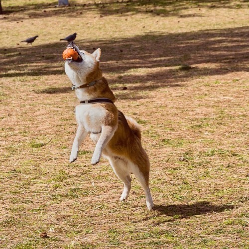 前回の投稿の続きはこんなでした。 2枚目ちょっとだけ #飛行犬Super catching❣️ . . #ボール大好き #ギリギリキャッチ #happydoggy #happydoghappyli