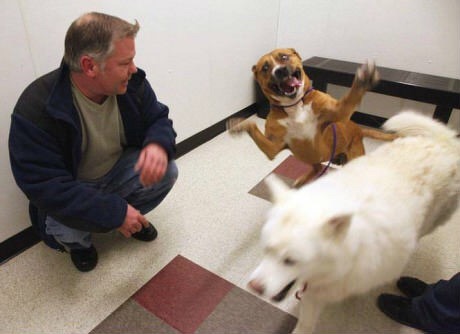 thecutestofthecute:Happy rescue dogs being adopted