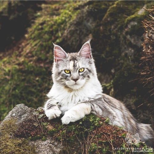 catsofinstagram:From @mainecoonqueens: “Hello there ” #catsofinstagram [source: ift.tt/2QyRM