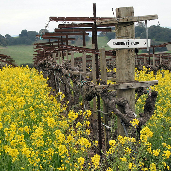 foodandwine:  © Courtesy of HdVWine Wednesday: Winemaker Stéphane Vivier, a French