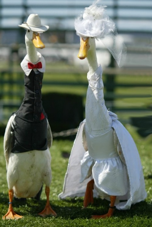 becausebirds:archiemcphee:Hooray! It’s time once again to visit the Duck Fashion Show, where hau