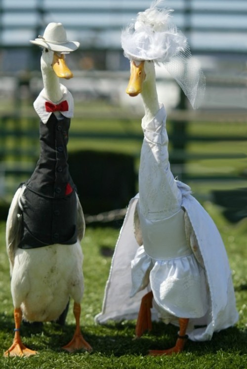 uggly:  Famous Ducks