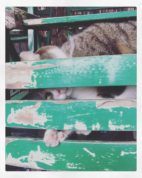 No one can see me here. #happy #gatto #roma #play #green #tabby #cat #like4like #catstagram #instago