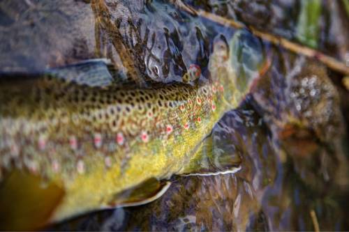 jchambone:  Hello, I love you, won’t you tell me your name…  #thedoors #browntrout #spots #keepemwet