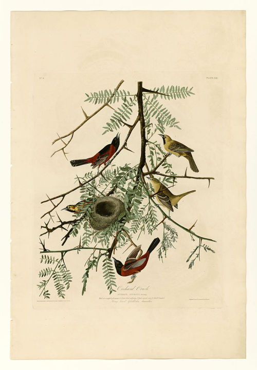 Plate 42. Orchard Oriole, John James Audubon