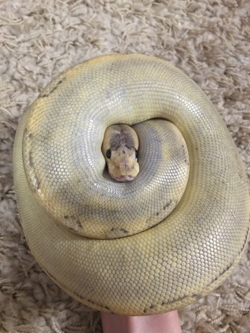 the-love-of-snakes:Round