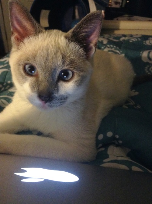 Meet Juniper. He&rsquo;s a four month old siamese-mix, and he&rsquo;s a complete doll. He wa