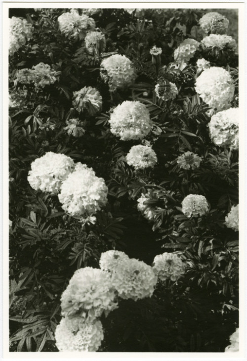 Flor de los Muertos (Aztec Marigold), Tucson Botanical Gardens, 2016. Palm sized gelatin silver prin