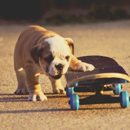 Too cute for words!! #puppy #dog #skate #skater #toocute #cute #love (at facebook.com/minimartcreati