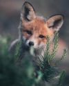 lifes-lens:“Fox Cub” by Konsta Punkka