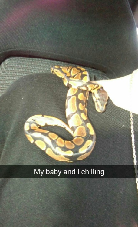 greeneyesandscars:Tumblr say hello to my new noodle: Nagini who is three months old and a ball pytho