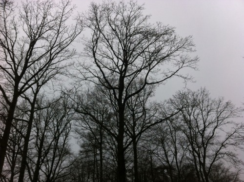 apothecium:The scent of damp soil and decay