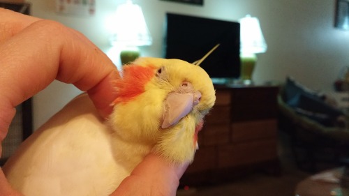 horatioandalice:  You know you’re doing scritches right when you get the bird yawns.