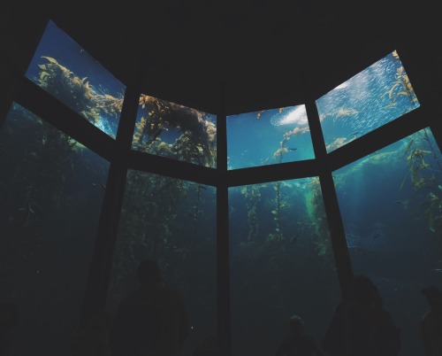 mary-magdalene69:I love aquariums so much, they’re some of my favourite places on earth