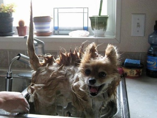 feliciasbitch:  beben-eleben:  Pets who love or hate their bath time  THIS IS MY FAVORITE POST. THERE ARE MANY LIKE IT BUT THIS IS MY FAVORITE. 