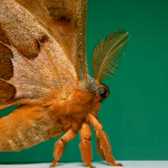 Moths Flying In Slow Motion Gif Pack!
