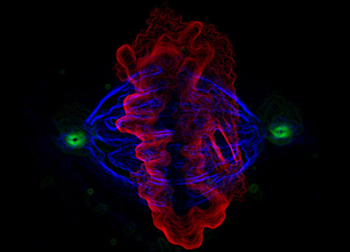 Human epithelial cell in mitosis, fluorescently labeled for alpha tubulin, gamma tubulin and DNA.