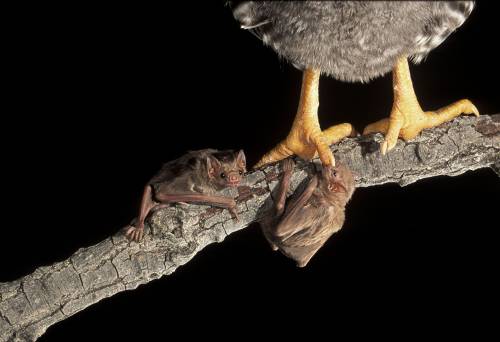 todaysbat:White-winged Vampire Batsource: bat conservation international