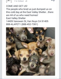 succubus95:  misskittenz:  Please repost!!!! 44 puppies have been abandoned at a KILL SHELTER! Rescue one if you’re in the area. This is so not right!!  PLEASE FUCKING SIGNAL BOOST THIS I SWEAR TO FUCKING GOD PLEASE  