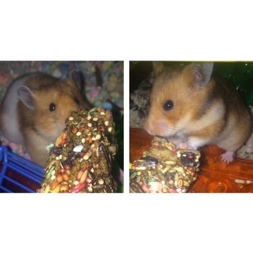 Sex babygirls 🐹🐹 #hamstersofIG pictures