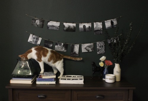 tolackcolour:A Simple Recipe for Home Decor: just keep adding books and cats until satisfied. (proba