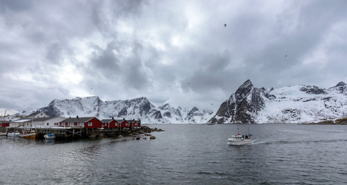 Returning with The Fish A couple of fishermen returning with todays catch in Lofoten, Norway.