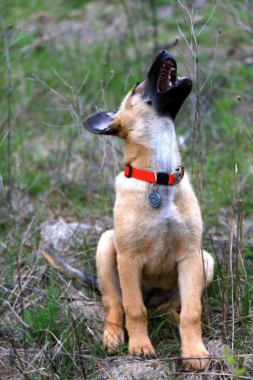 horsebackwriter:  Howl! 