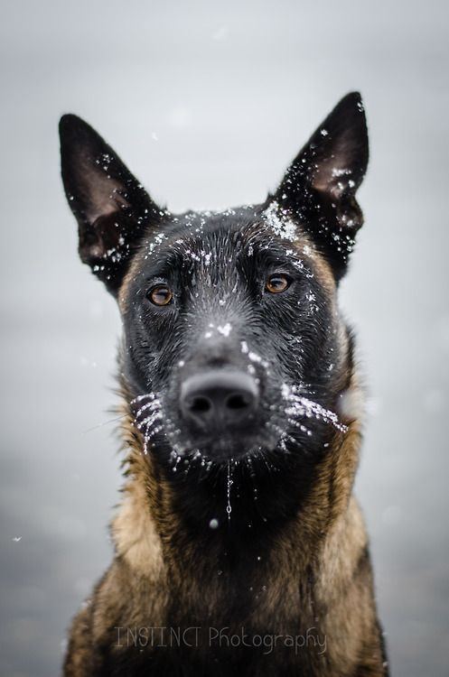 Belgian malinois