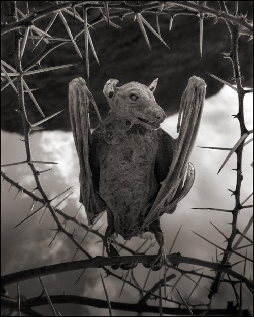 ludikat-lacat:  shefilmstheclouds:  Photographed by Nick Brandt “I unexpectedly found the creatures - all manner of birds and bats - washed up along the shoreline of Lake Natron in Northern Tanzania. No-one knows for certain exactly how they die,