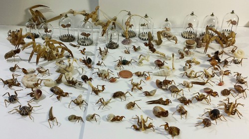 I have made many more creepy hybrid creatures since my last post!  Those that are mounted in glass a
