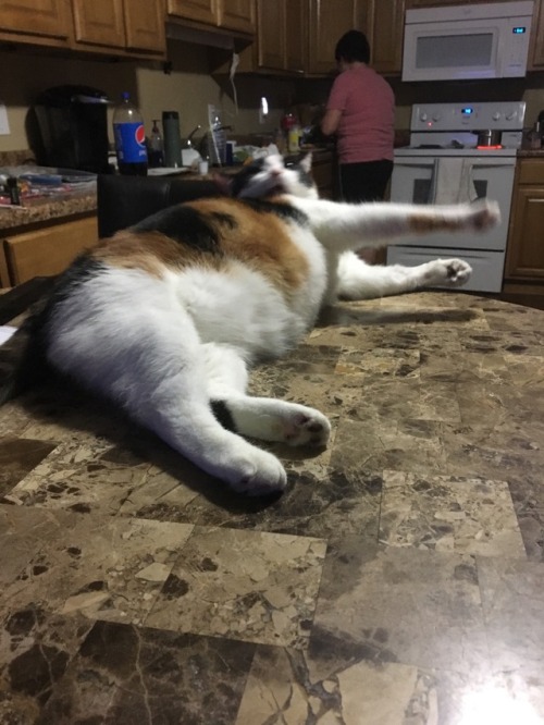 unflatteringcatselfies:her anger has been sparked