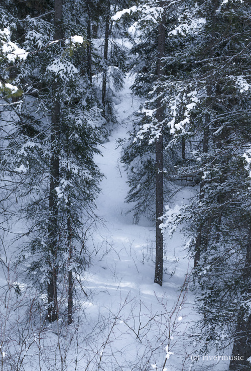 Fresh Snow down Low: Targhee National Forest, Idaho&copy; riverwindphotography, 2018