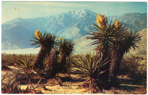 yucca