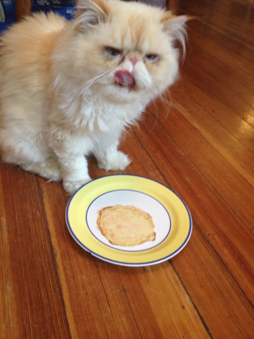 lucifurfluffypants:Cat lady status: Advanced. Mom made me strawberry crepes. Cat-sized crepes. #pers