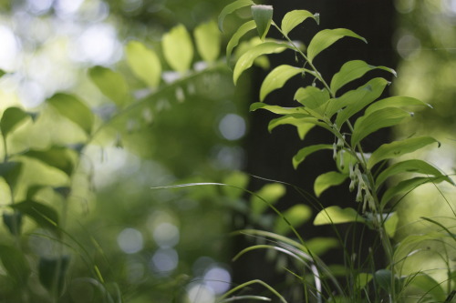 Polygonatum multiflorum